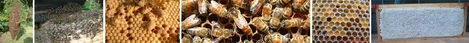 Honey-bee, swarm and wax comb